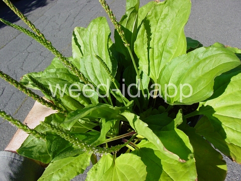 plantain, blackseed